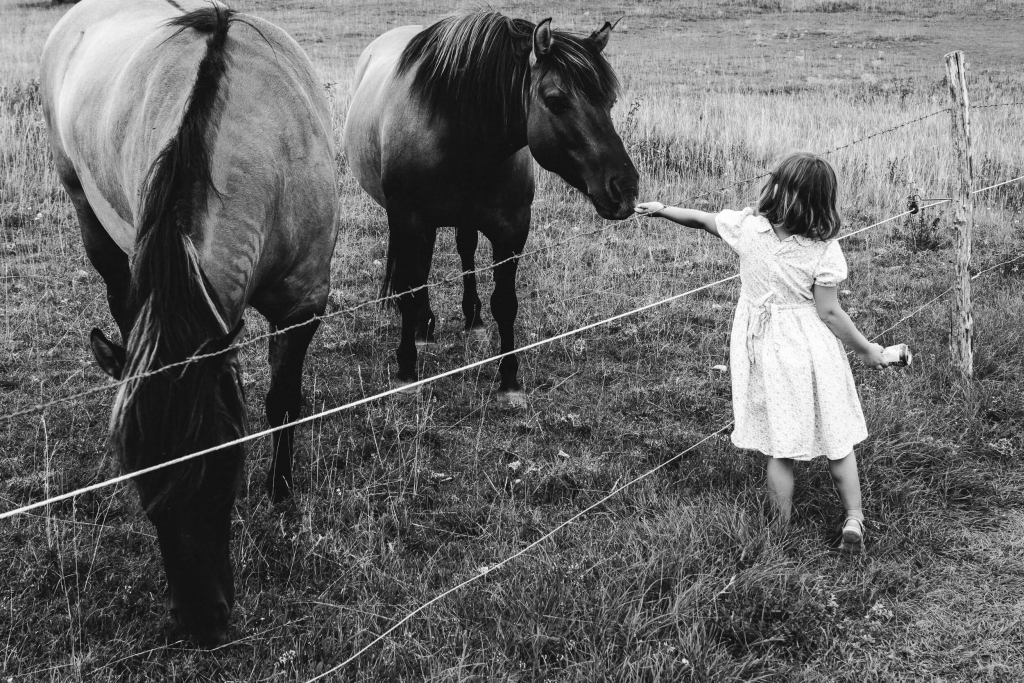 Black and white photo. Two horses and a girl in a white romantic dress. One horse is grazing the grass. Another horse eats a handful of grass from the girl's hand.